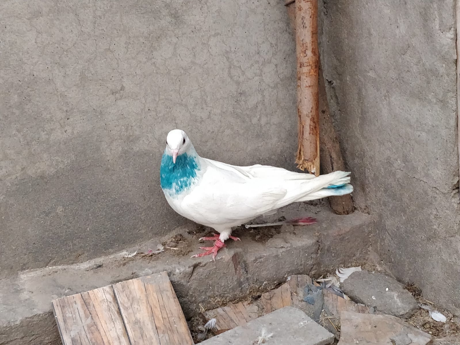 samrat wale