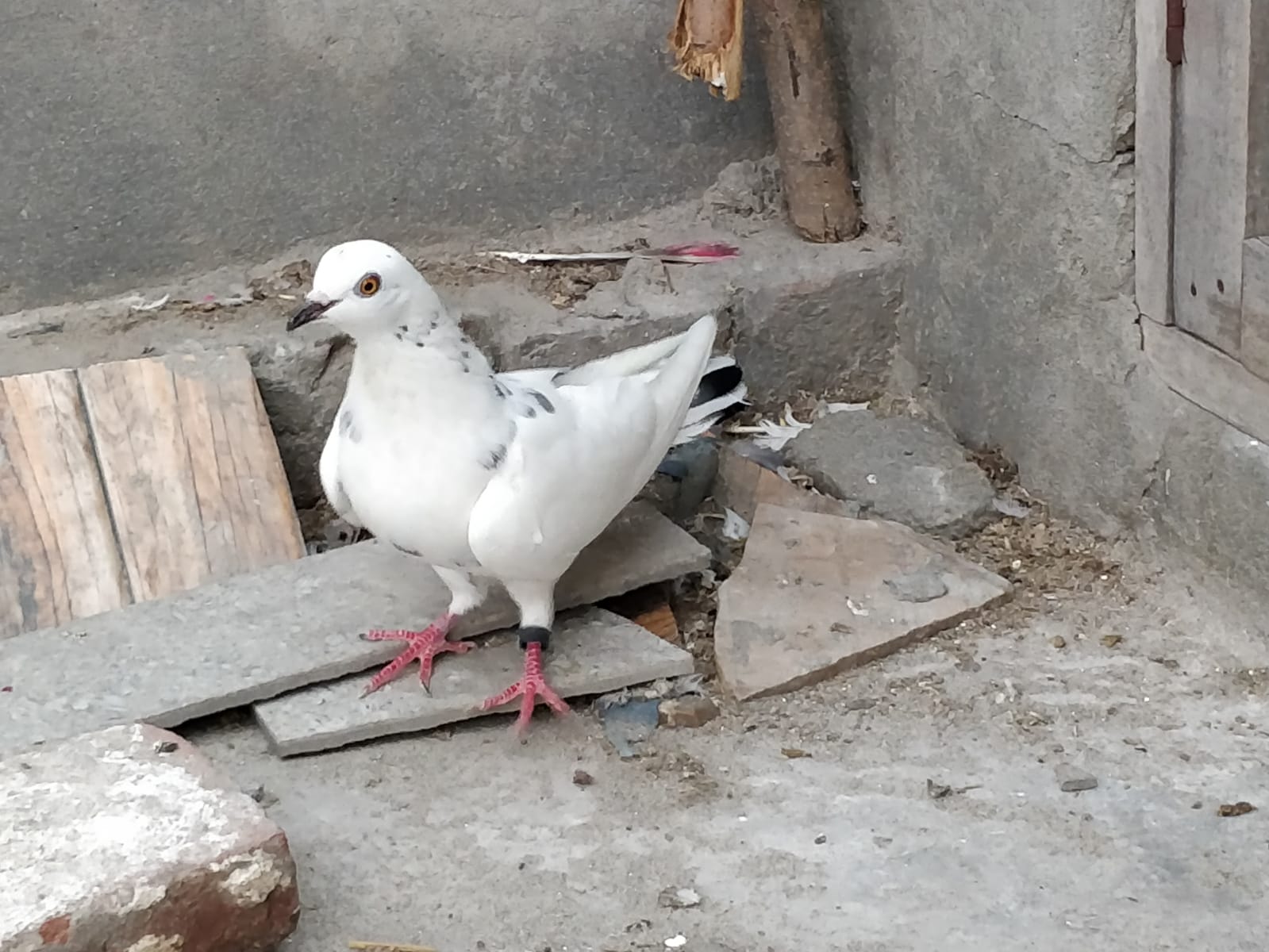 samrat wale