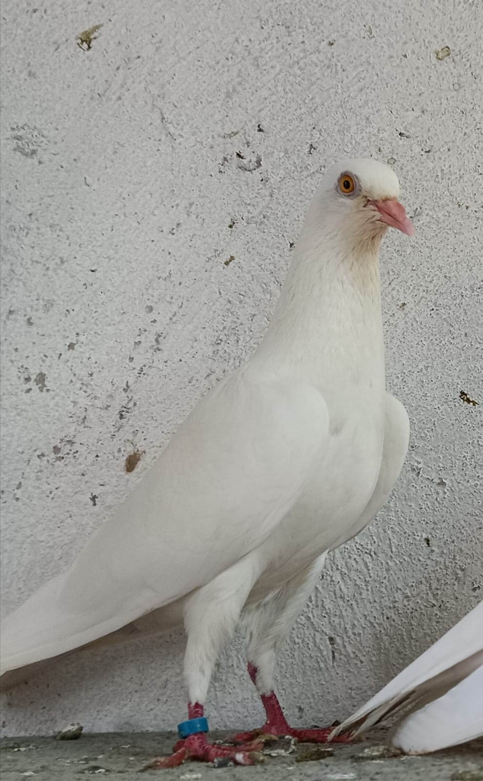 B Alarwad breed