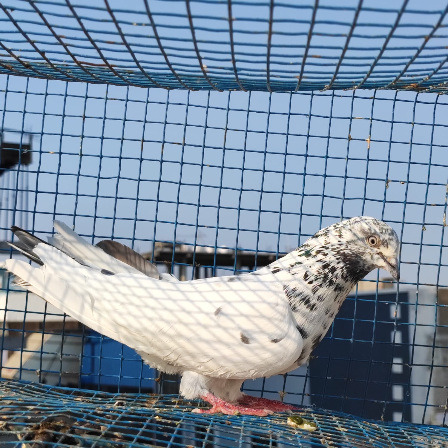 M J Pathan Breed