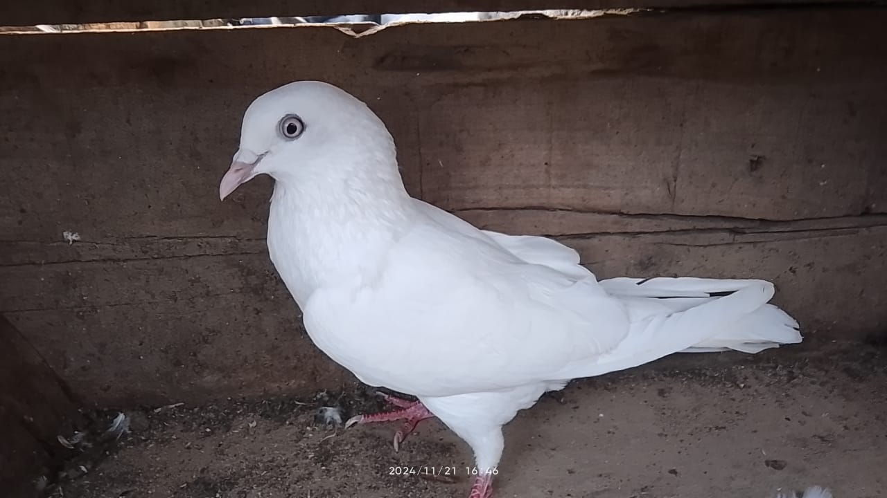 Navnit wale