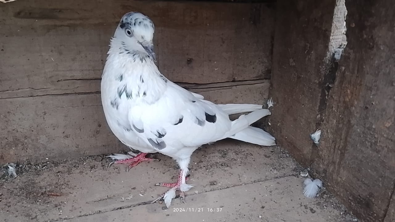 Navnit wale