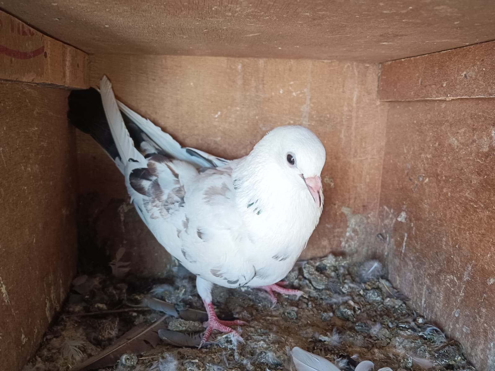 S I Alam Breed