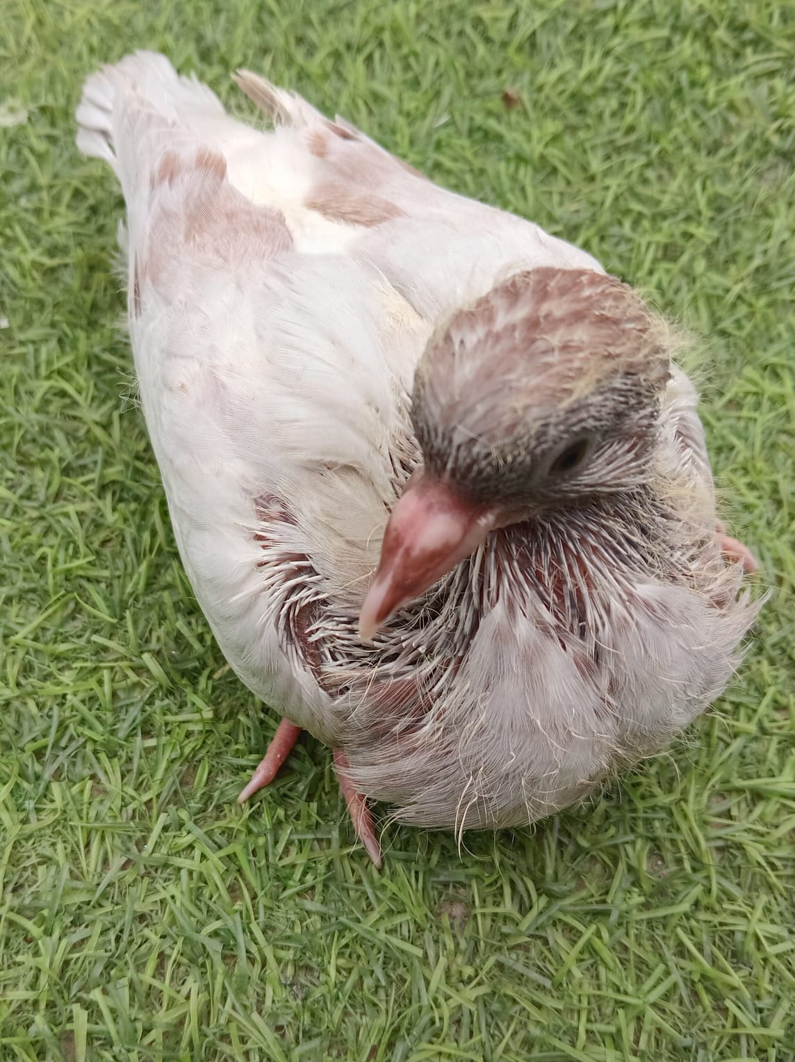 LC Breed