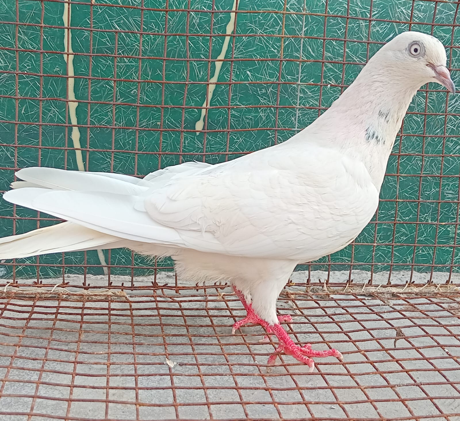 LC Breed