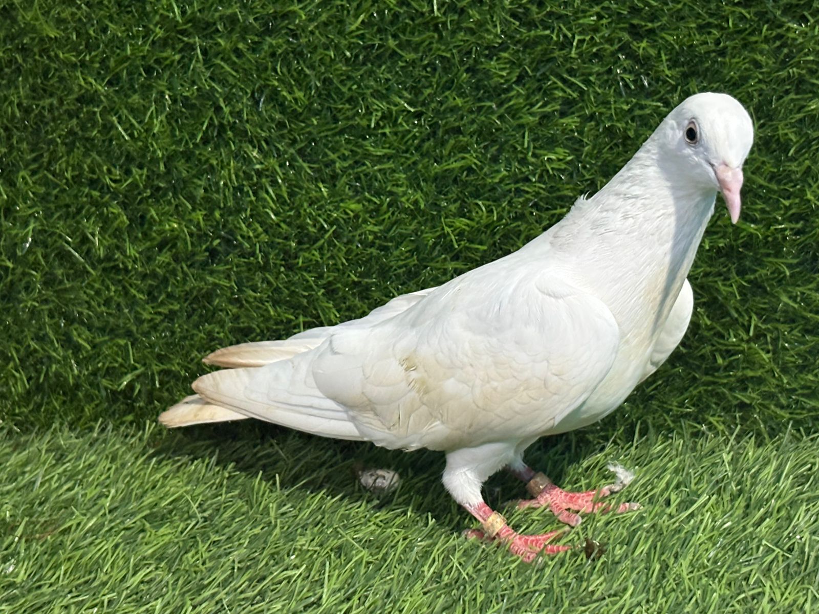 Ganje wale