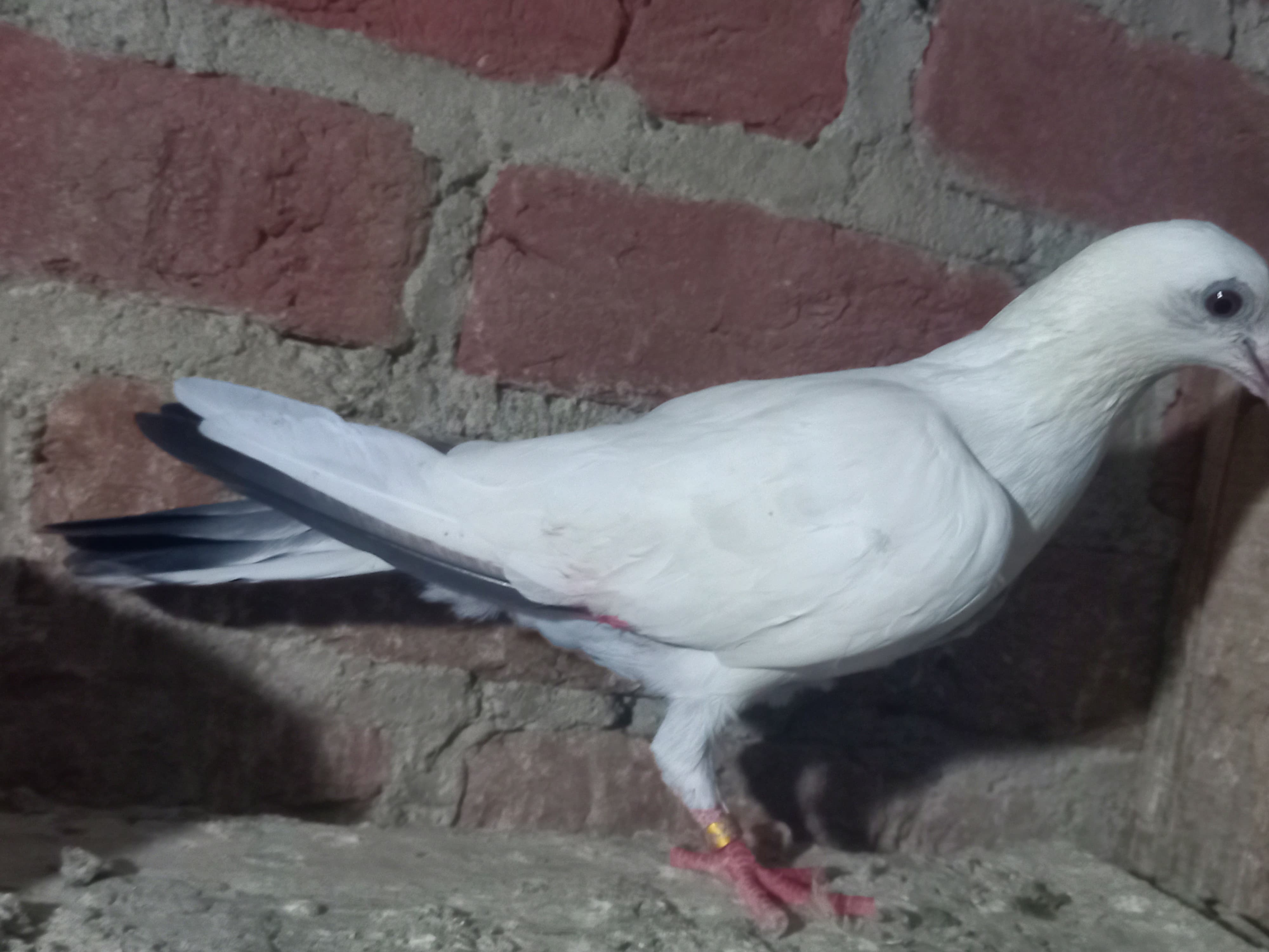 Okhla wale