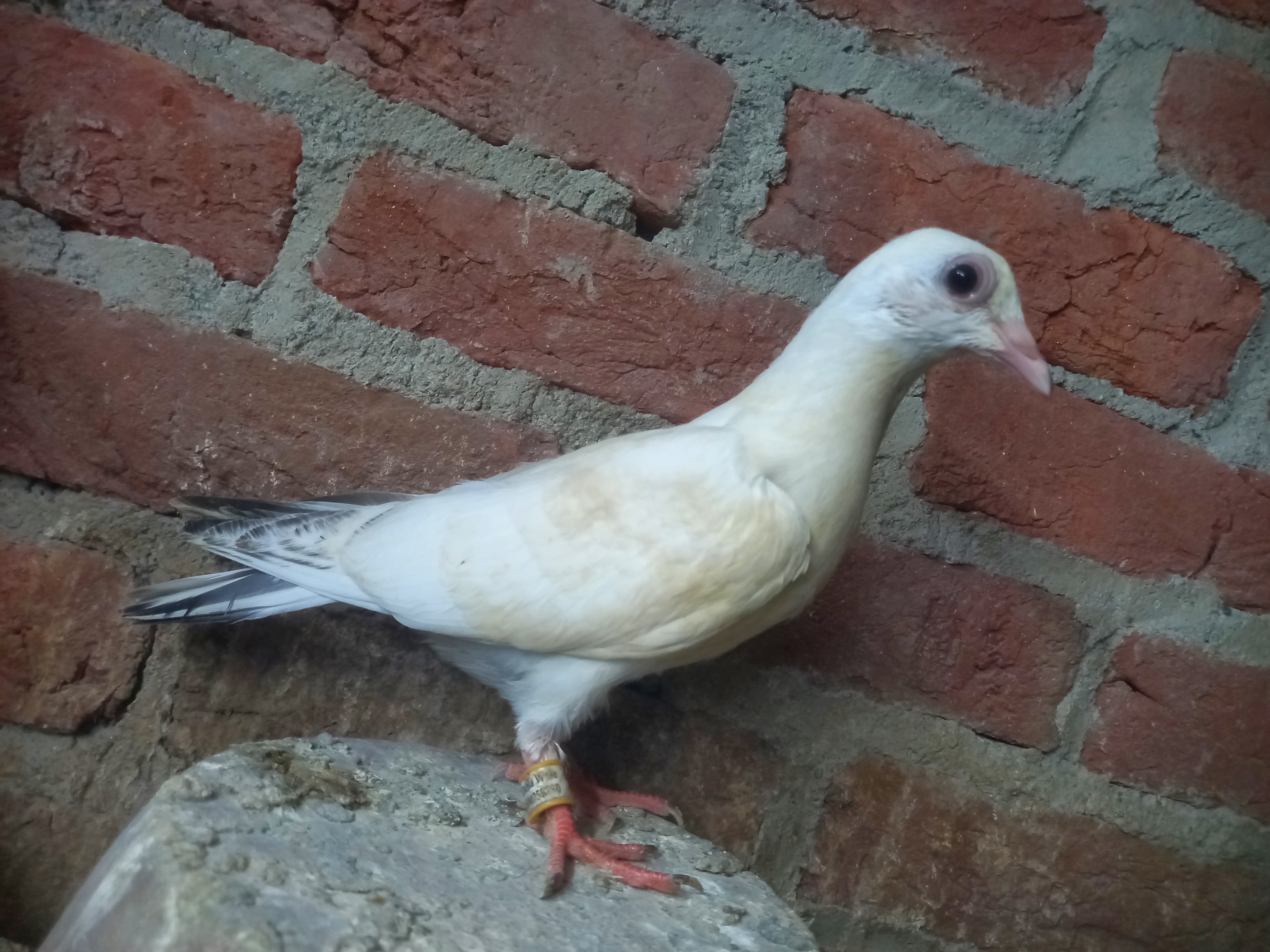 Okhla wale