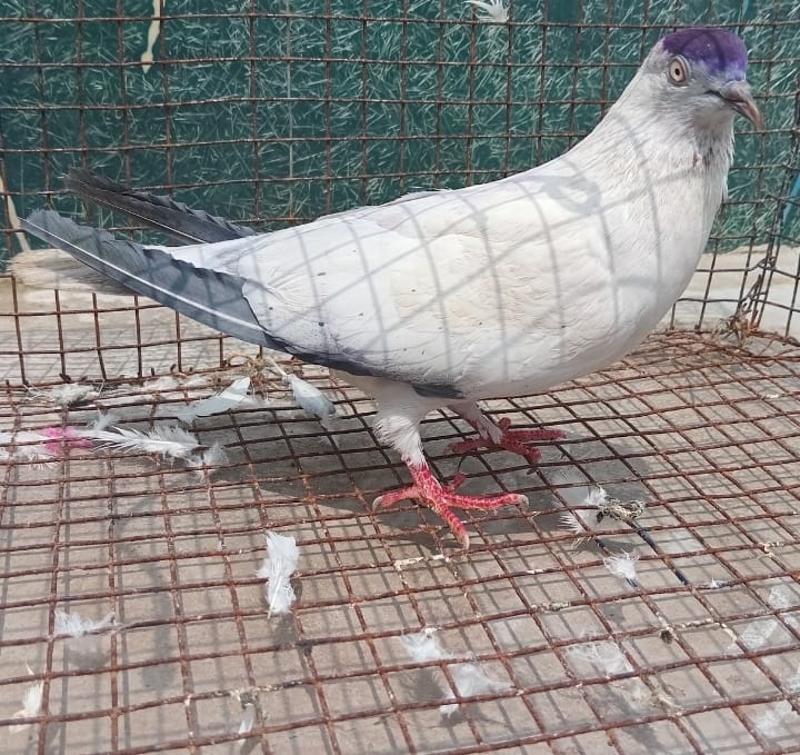 DK Breed