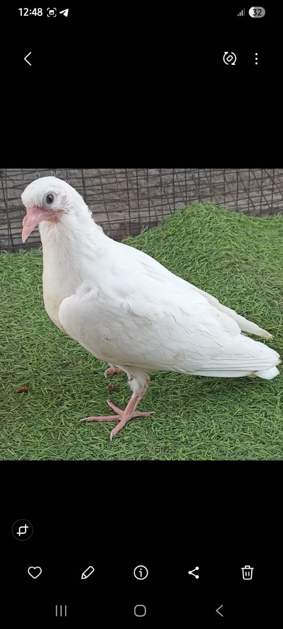 LC Breed