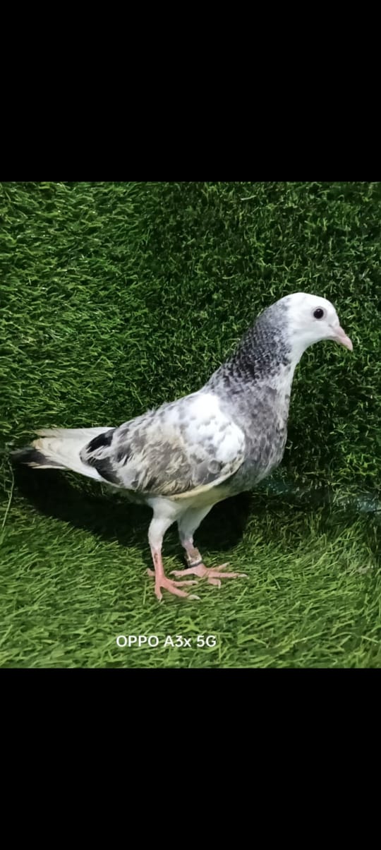Ganje wale