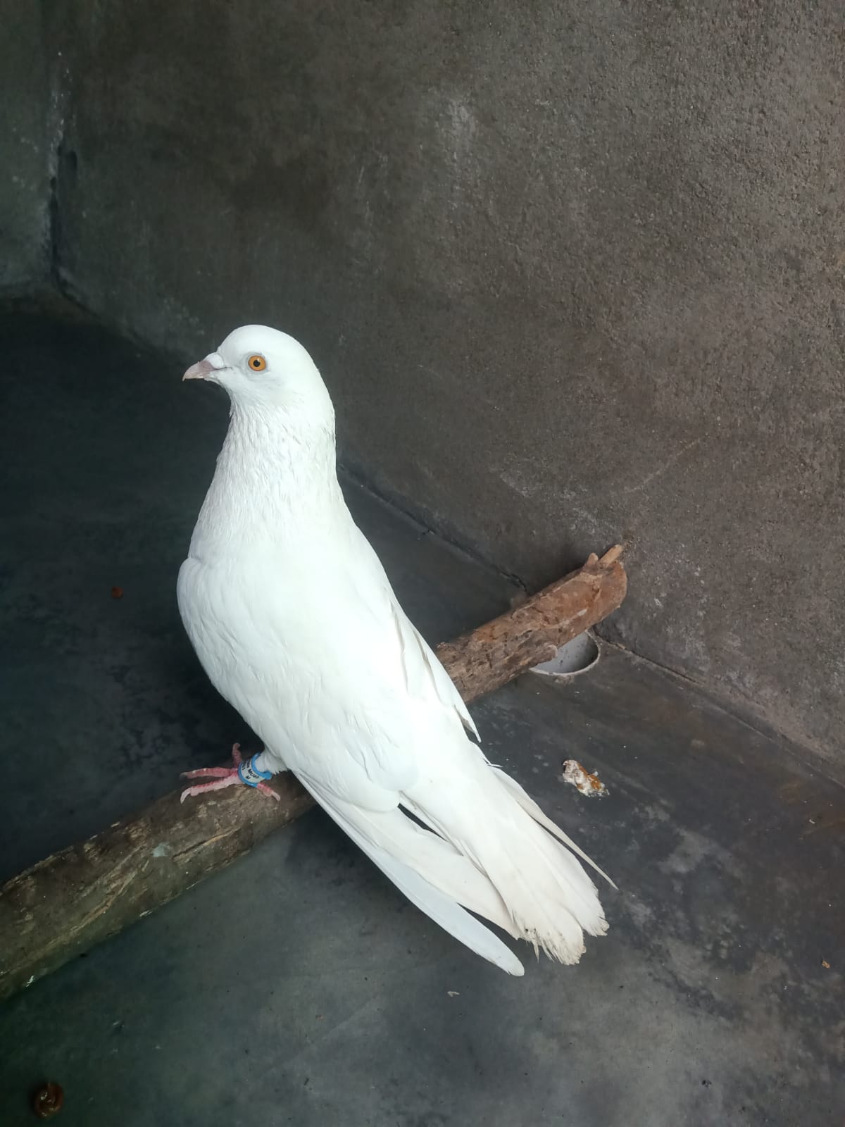 Mubarik