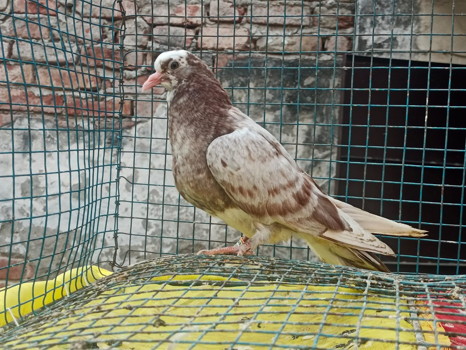 Rajat wale