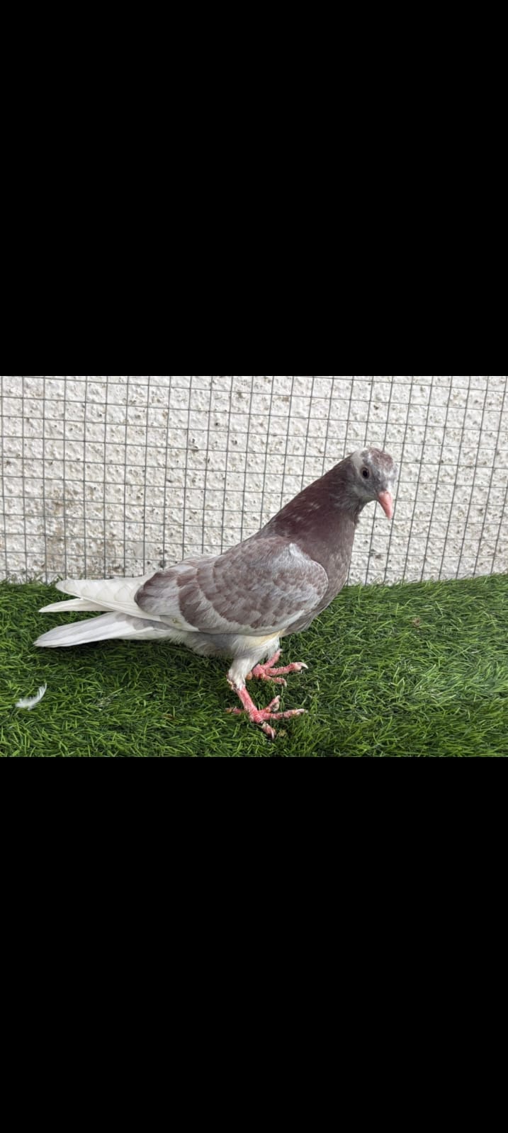 Ganje wale