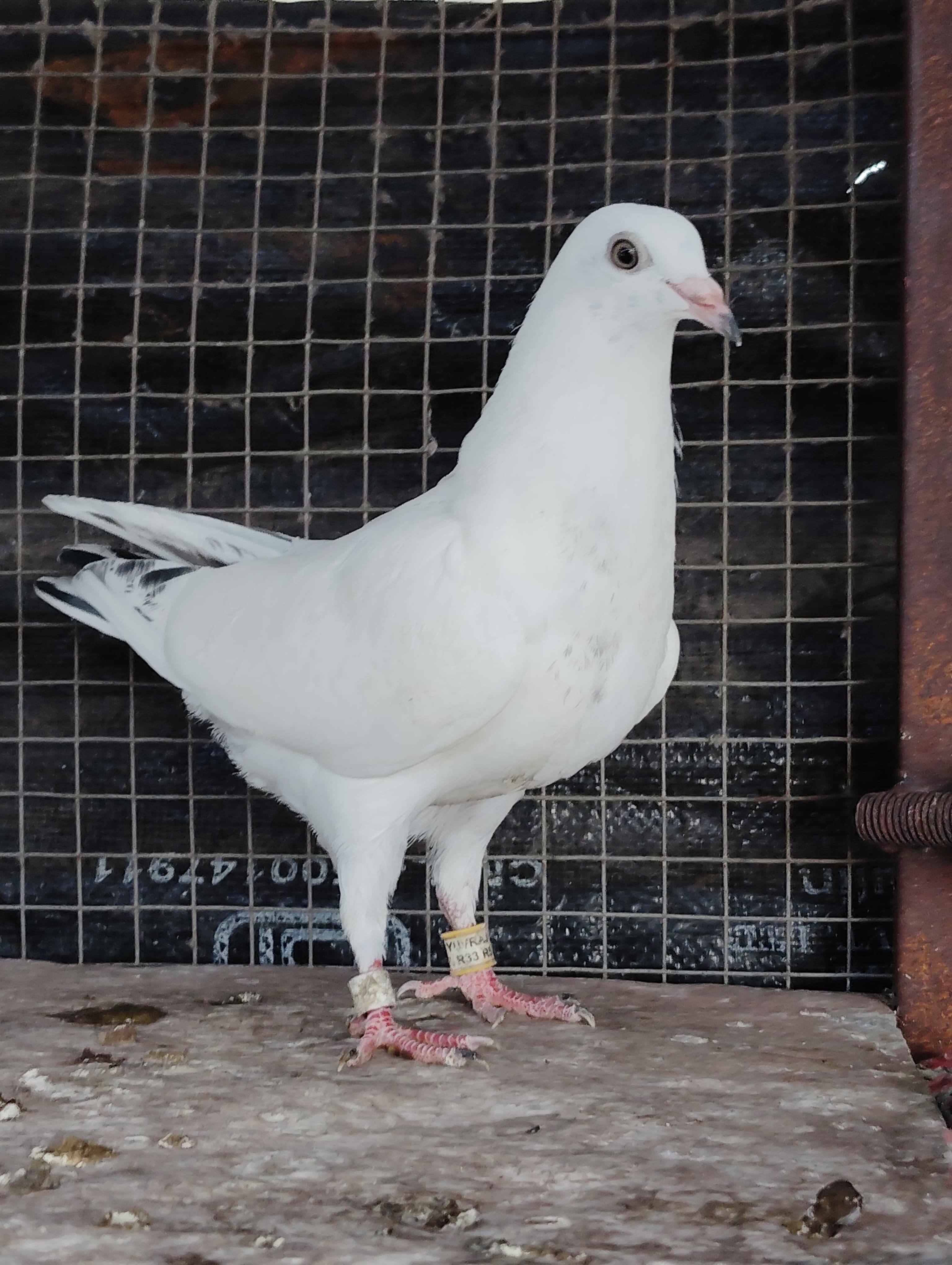 Yuvraj wale