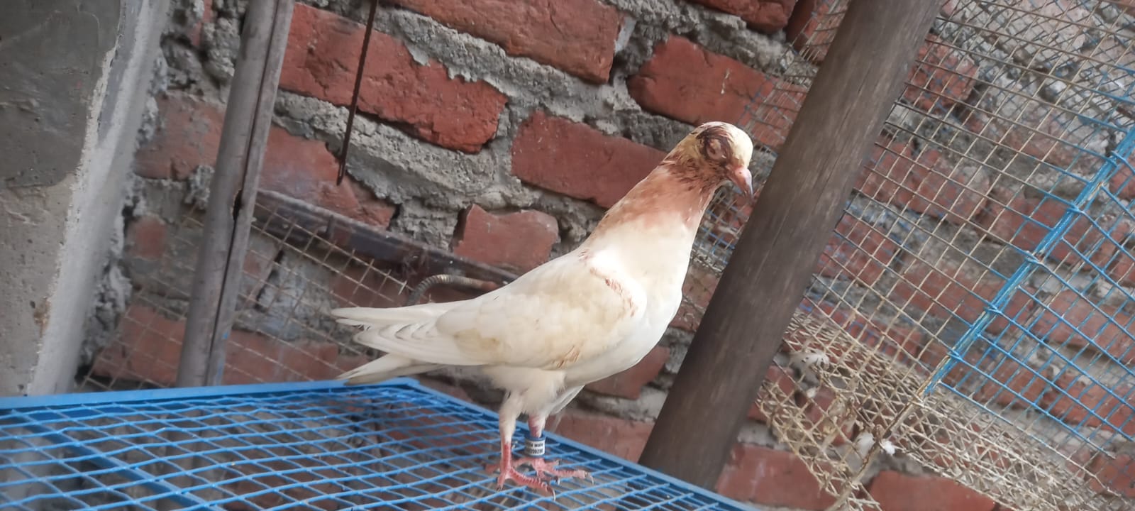 Okhla wale
