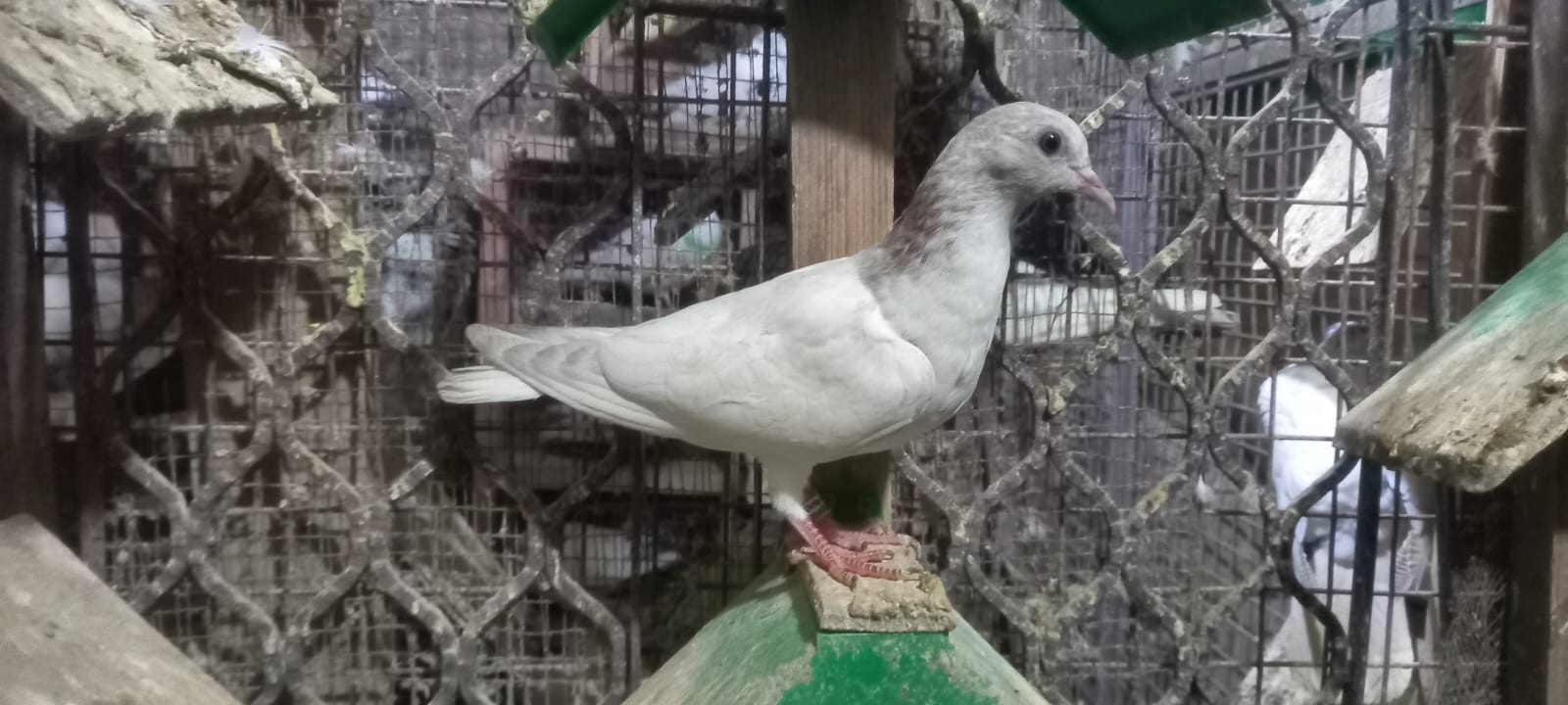 Okhla wale