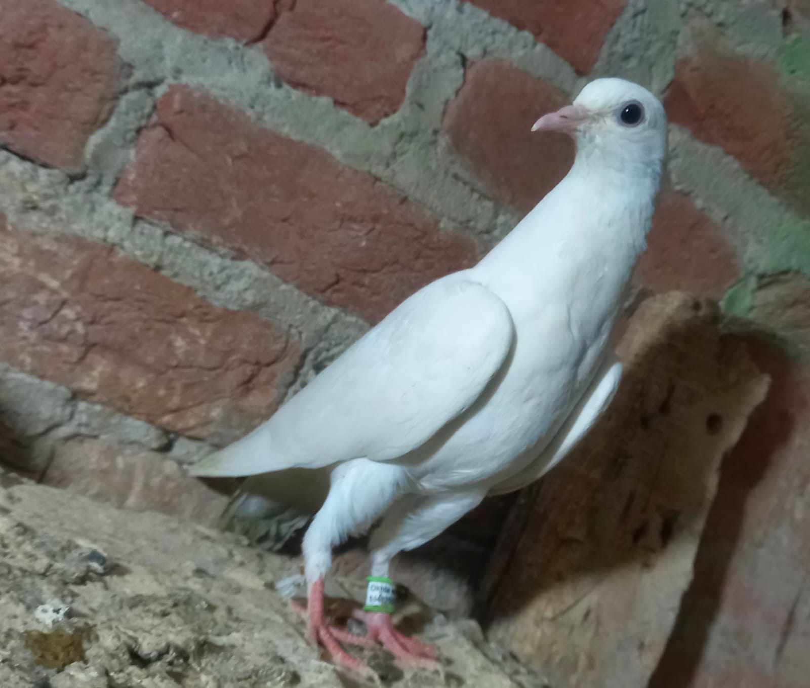 Okhla wale