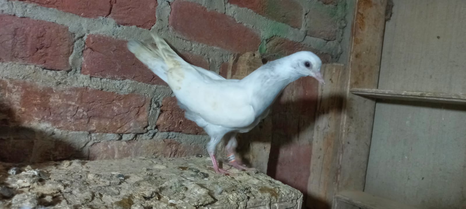Okhla wale