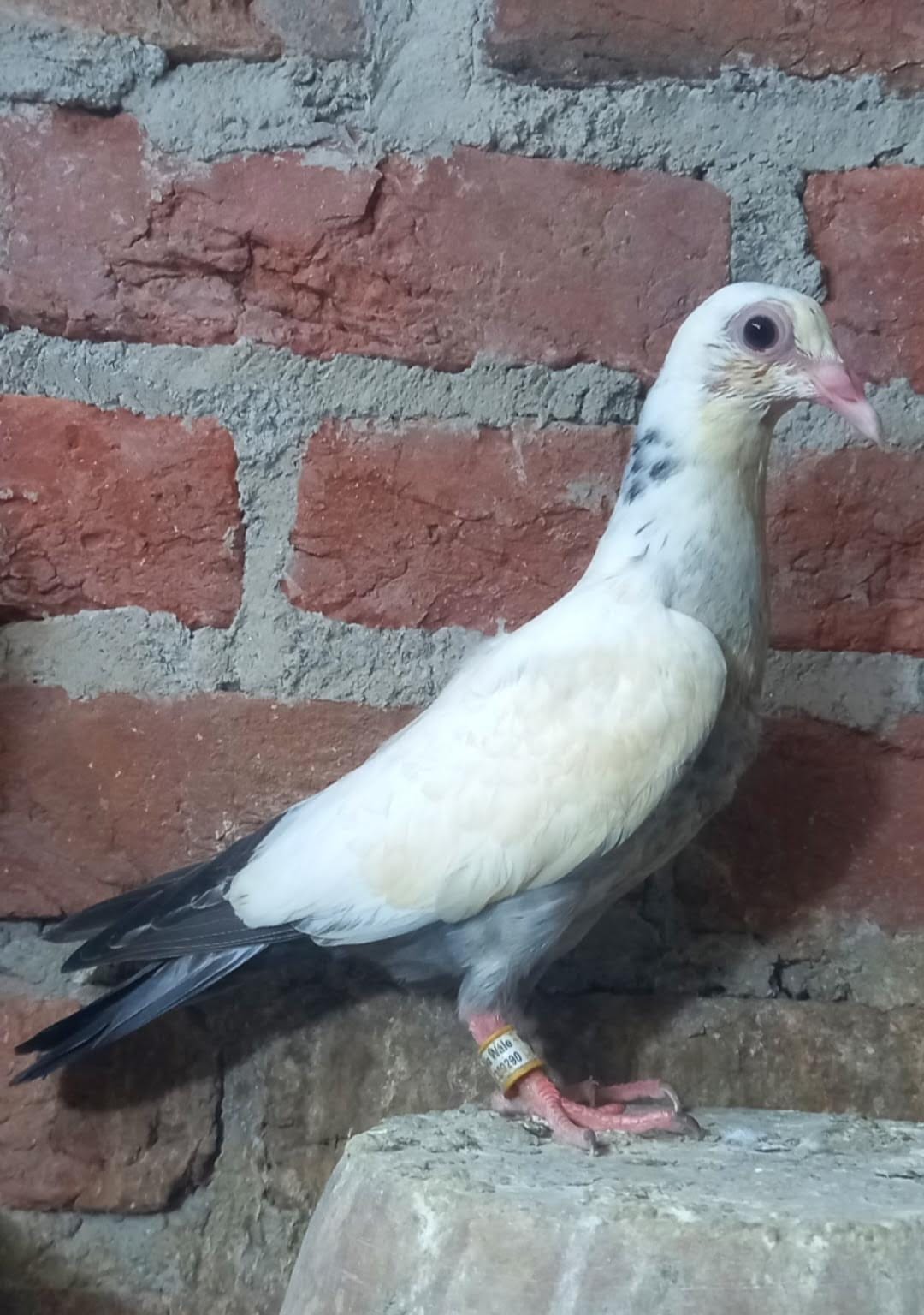 Okhla wale