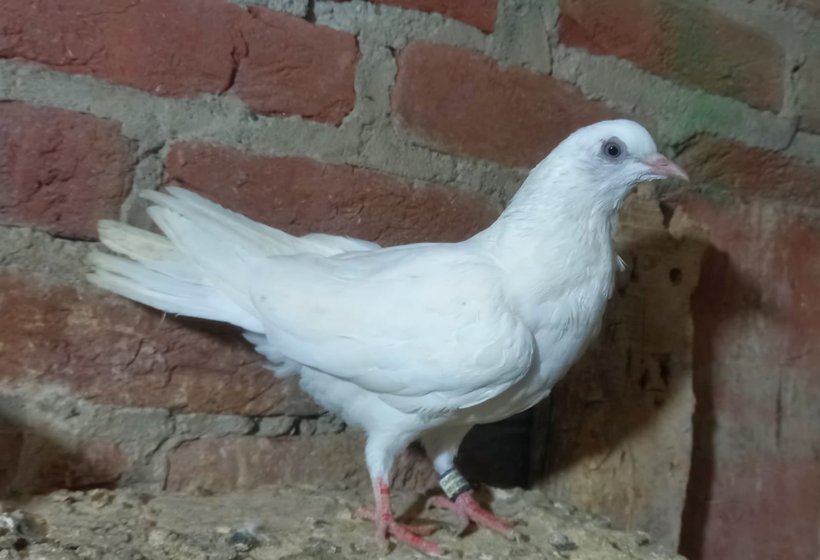 Okhla wale