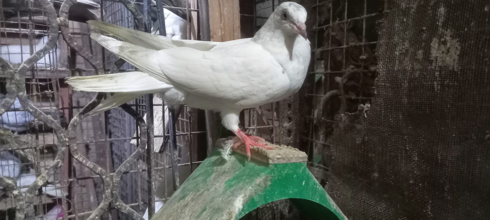 Okhla wale