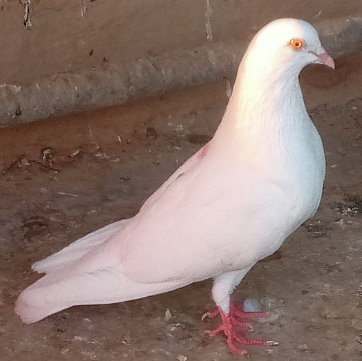 Khursheed