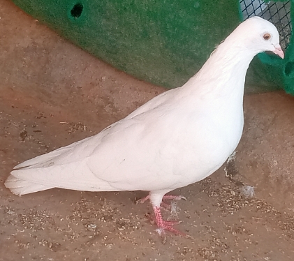 Khurseed wale