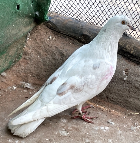 Khurseed wale