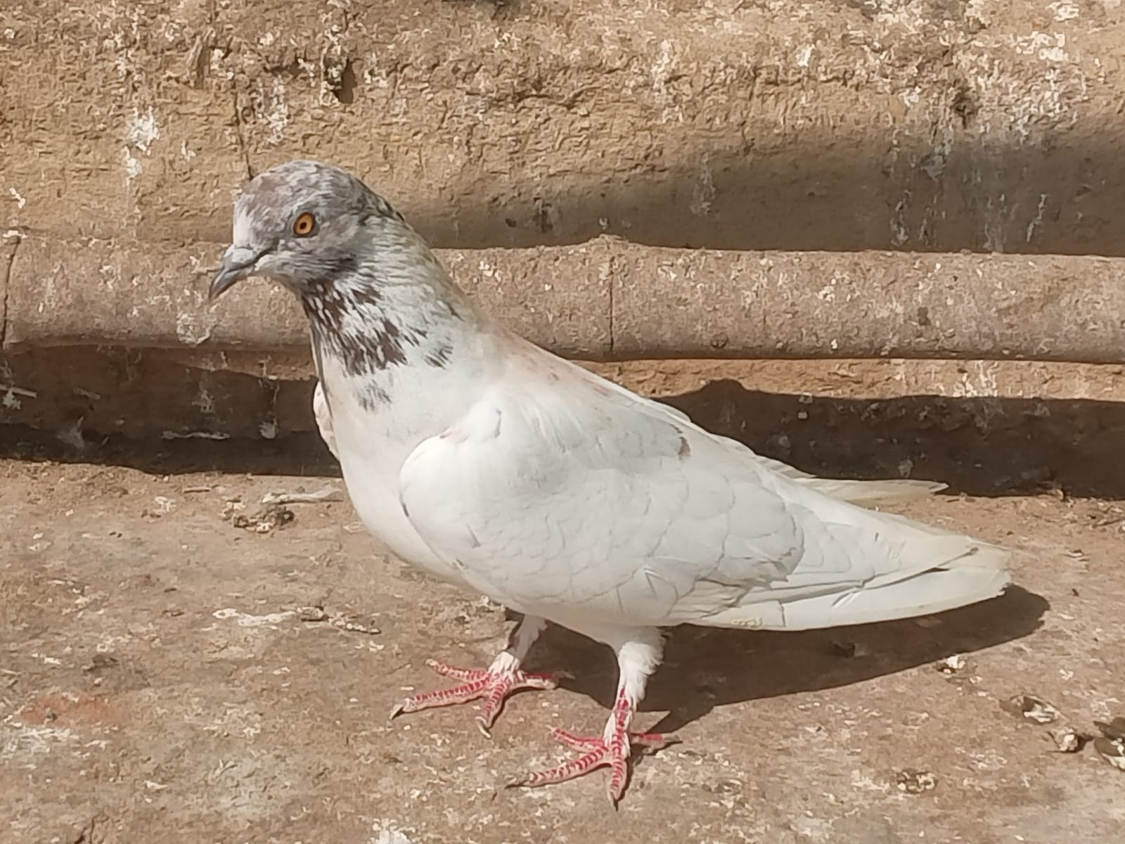 Khurseed wale