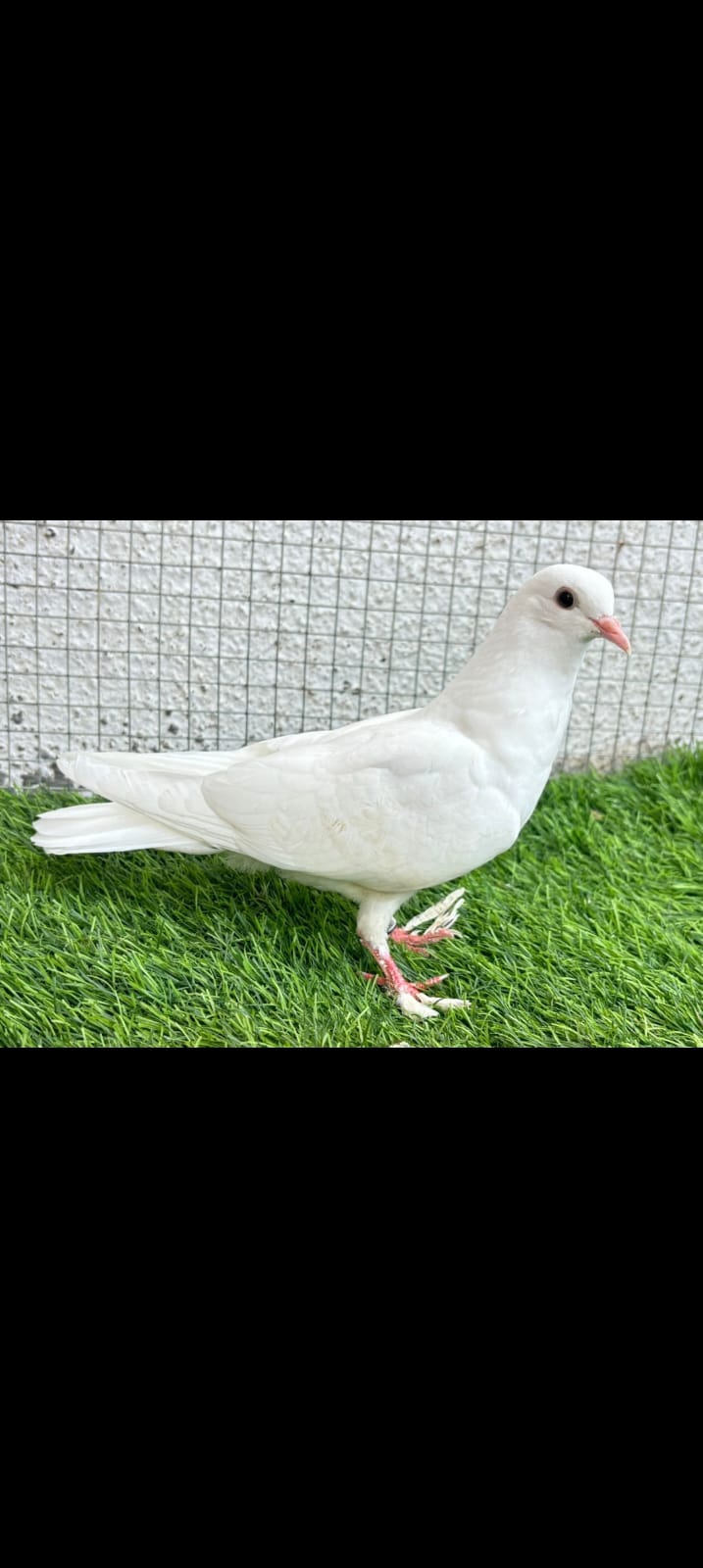 Ganje wale