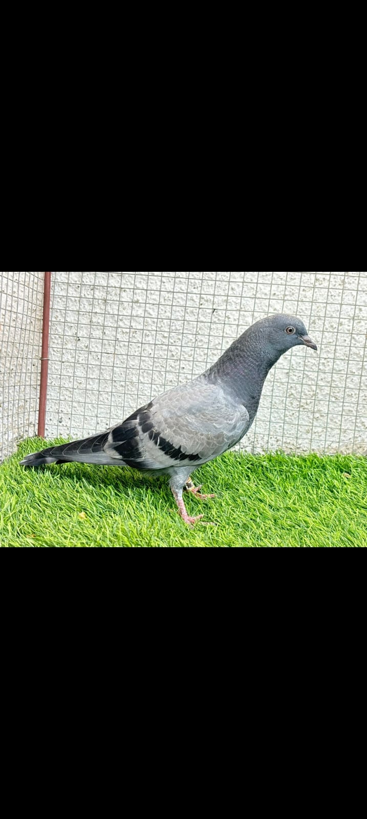 Ganje wale