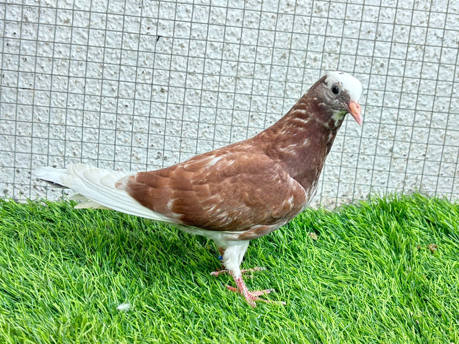 Ganje wale