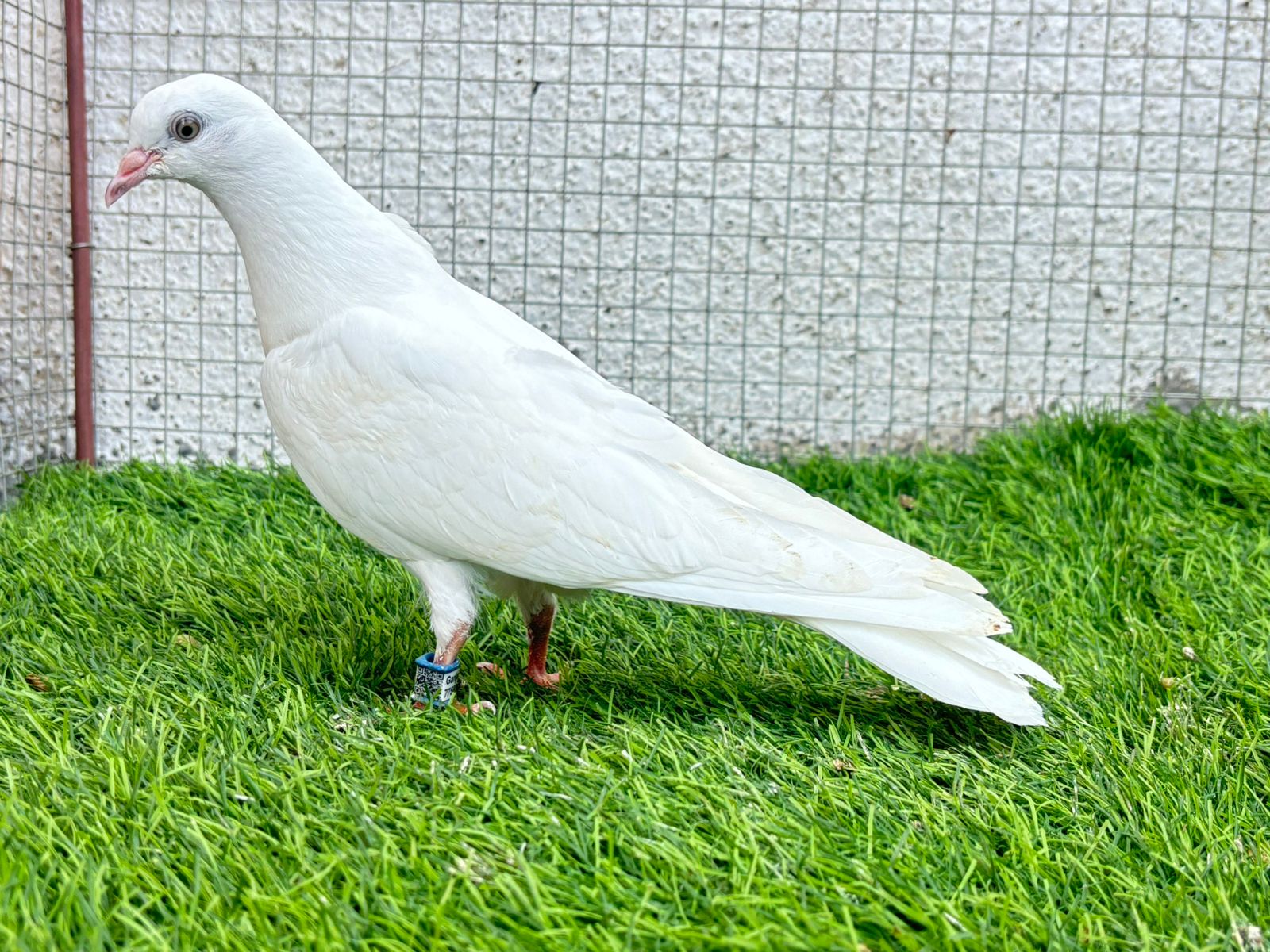 Ganje wale