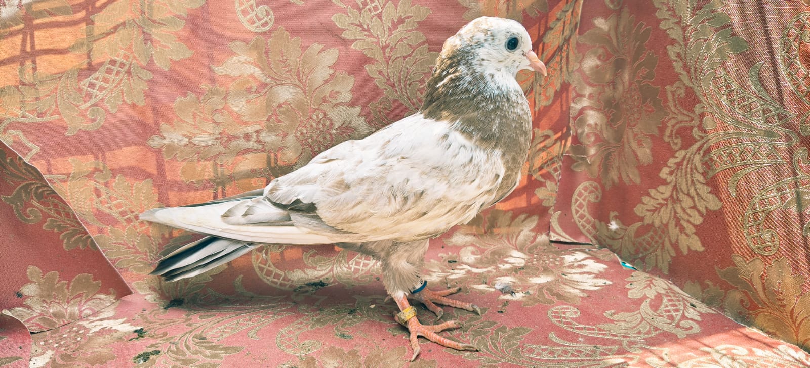 Okhla wale