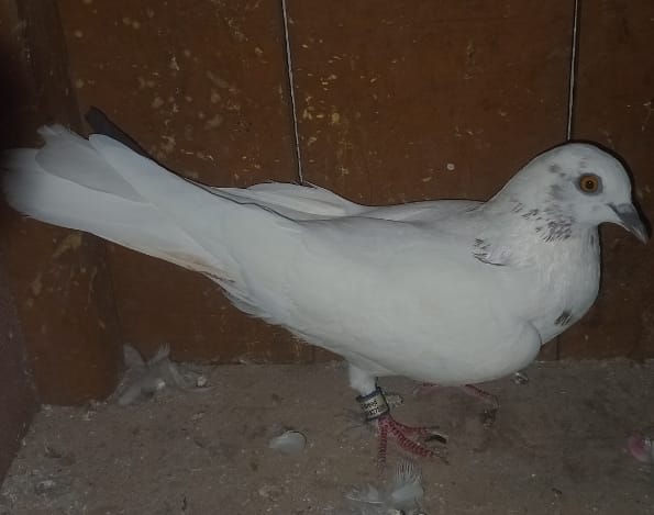 LC Breed